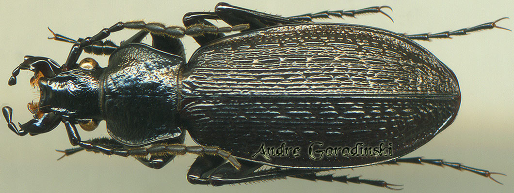 http://www.gorodinski.ru/carabus/Meganebrius tuberculipennis.jpg